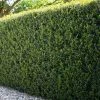 Garden Goods Direct Dwarf Burford Holly