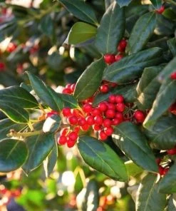 Garden Goods Direct Nellie Stevens Holly Trees