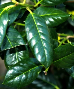 Garden Goods Direct Nellie Stevens Holly Trees