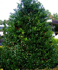 Garden Goods Direct Nellie Stevens Holly Trees