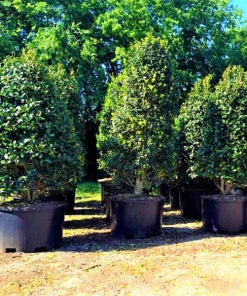 Garden Goods Direct Nellie Stevens Holly Trees