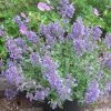 Garden Goods Direct Nepeta Junior Walker Perennials