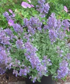 Garden Goods Direct Nepeta Junior Walker Perennials