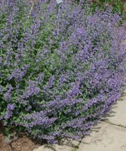 Garden Goods Direct Walkers Low Catmint