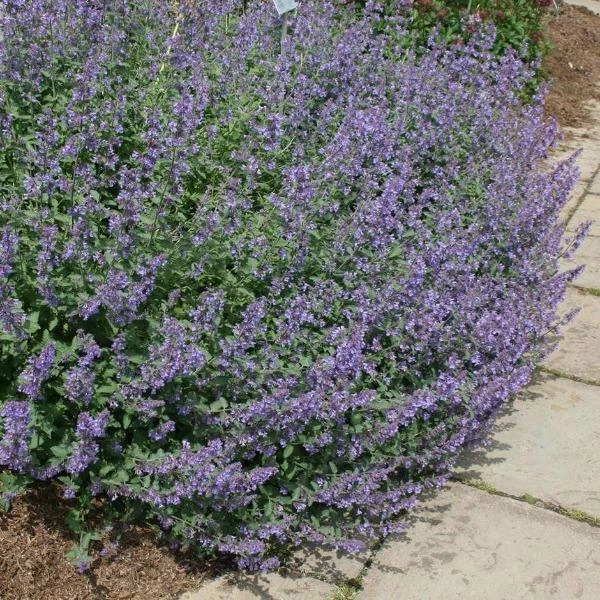 Garden Goods Direct Walkers Low Catmint 2 Garden Goods Direct Walkers Low Catmint