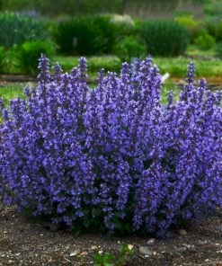 Garden Goods Direct Nepeta Cat's Pajamas