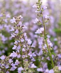 Garden Goods Direct Nepeta Cat's Pajamas