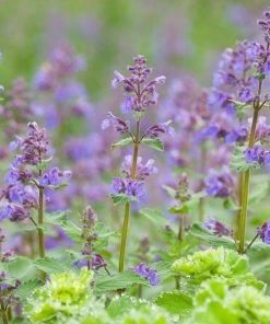 Garden Goods Direct Walkers Low Catmint 7 Garden Goods Direct Walkers Low Catmint