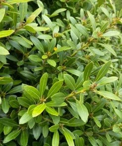 Garden Goods Direct Nordic Inkberry Holly Shrubs
