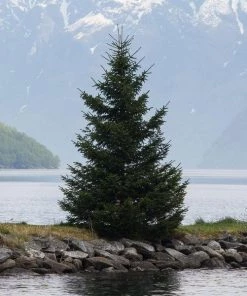 Garden Goods Direct Trees Norway Spruce 8 Garden Goods Direct Trees Norway Spruce