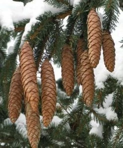 Garden Goods Direct Trees Norway Spruce