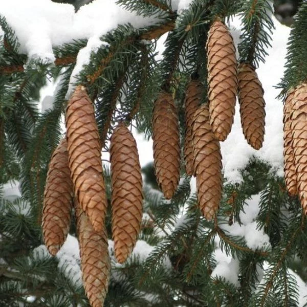 Garden Goods Direct Trees Norway Spruce 2 Garden Goods Direct Trees Norway Spruce