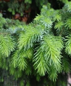 Garden Goods Direct Trees Norway Spruce 9 Garden Goods Direct Trees Norway Spruce
