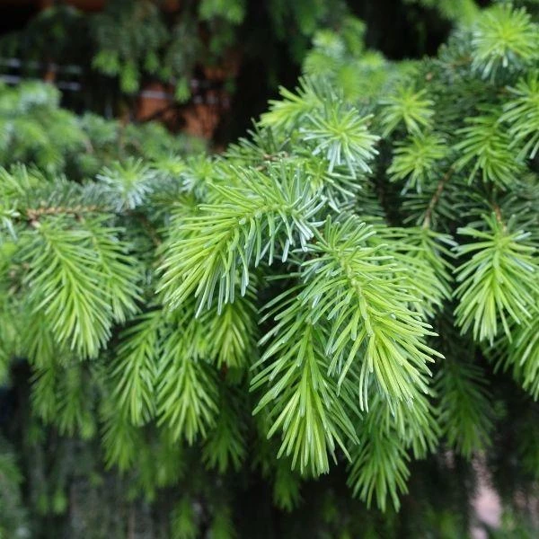 Garden Goods Direct Trees Norway Spruce 5 Garden Goods Direct Trees Norway Spruce