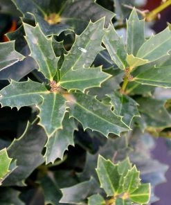 Garden Goods Direct Oakland® Holly Trees
