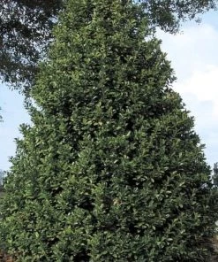 Garden Goods Direct Oakland® Holly Trees