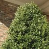Garden Goods Direct Oakland® Holly Trees