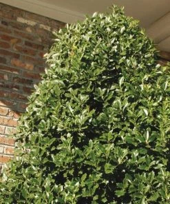 Garden Goods Direct Oakland® Holly Trees