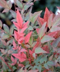 Garden Goods Direct Obsession™ Nandina