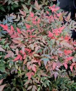 Garden Goods Direct Obsession™ Nandina