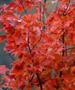 Garden Goods Direct October Glory Maple