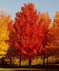 Garden Goods Direct October Glory Maple