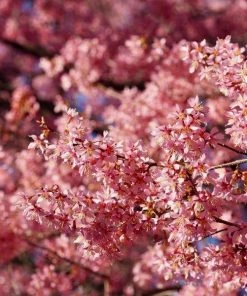 Garden Goods Direct Okame Cherry Tree Trees