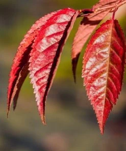 Garden Goods Direct Okame Cherry Tree Trees