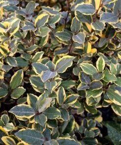 Garden Goods Direct Olive Martini™ Elaeagnus