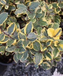 Garden Goods Direct Olive Martini™ Elaeagnus