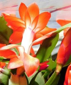 Garden Goods Direct Orange Christmas Cactus House Plants 7 Garden Goods Direct Orange Christmas Cactus House Plants