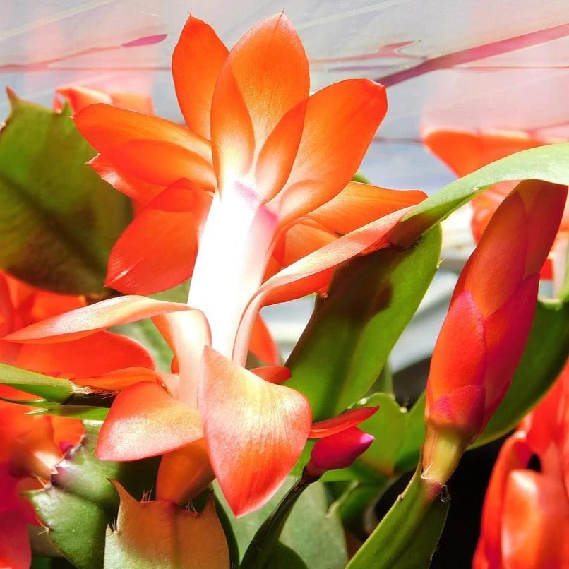 Garden Goods Direct Orange Christmas Cactus House Plants 4 Garden Goods Direct Orange Christmas Cactus House Plants