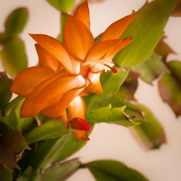 Garden Goods Direct Orange Christmas Cactus House Plants 2 Garden Goods Direct Orange Christmas Cactus House Plants