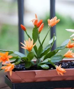 Garden Goods Direct Orange Christmas Cactus House Plants