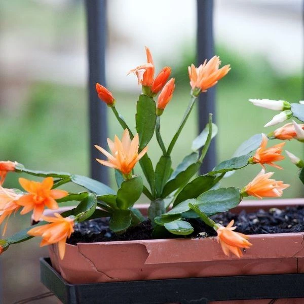 Garden Goods Direct Orange Christmas Cactus House Plants 1 Garden Goods Direct Orange Christmas Cactus House Plants