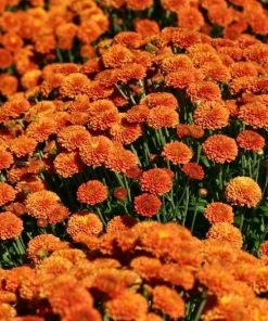 Garden Goods Direct Annuals Orange Mums