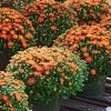 Garden Goods Direct Annuals Orange Mums
