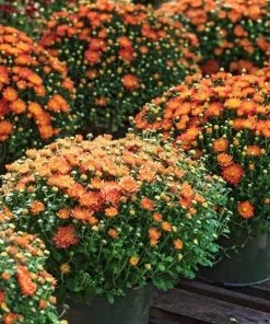 Garden Goods Direct Annuals Orange Mums