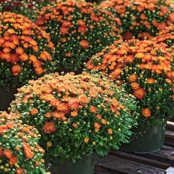 Garden Goods Direct Annuals Orange Mums 1 Garden Goods Direct Annuals Orange Mums