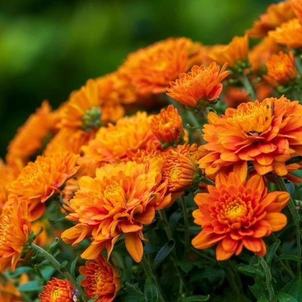 Garden Goods Direct Annuals Orange Mums 3 Garden Goods Direct Annuals Orange Mums