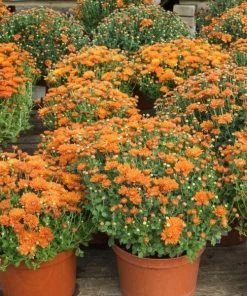 Garden Goods Direct Annuals Orange Mums 7 Garden Goods Direct Annuals Orange Mums