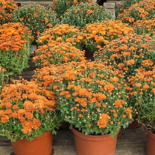 Garden Goods Direct Annuals Orange Mums 4 Garden Goods Direct Annuals Orange Mums