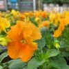Garden Goods Direct Orange Pansies
