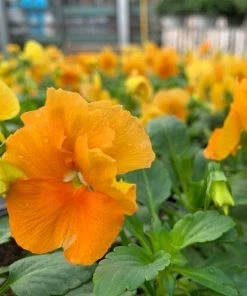 Garden Goods Direct Orange Pansies