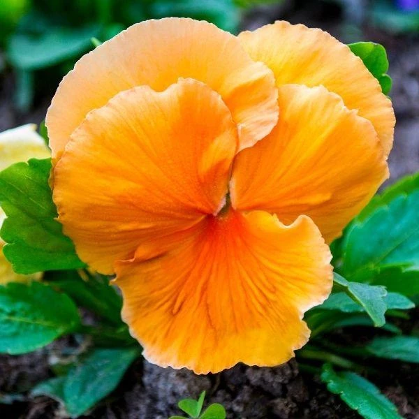 Garden Goods Direct Orange Pansies 3 Garden Goods Direct Orange Pansies