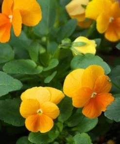 Garden Goods Direct Orange Pansies