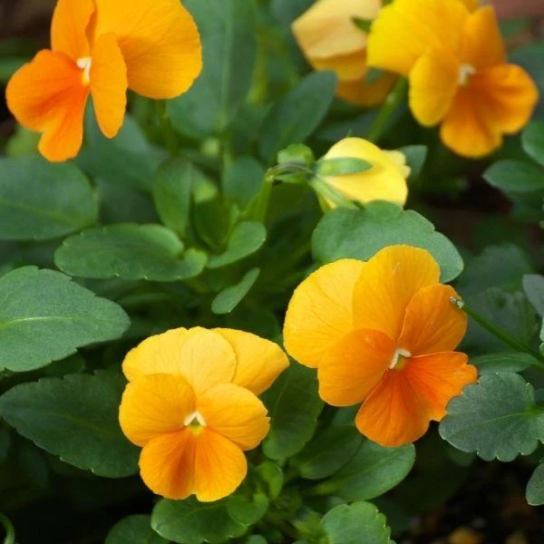 Garden Goods Direct Orange Pansies 2 Garden Goods Direct Orange Pansies