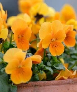 Garden Goods Direct Orange Pansies 7 Garden Goods Direct Orange Pansies