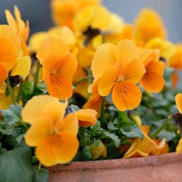 Garden Goods Direct Orange Pansies 4 Garden Goods Direct Orange Pansies