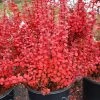 Garden Goods Direct Orange Rocket Barberry